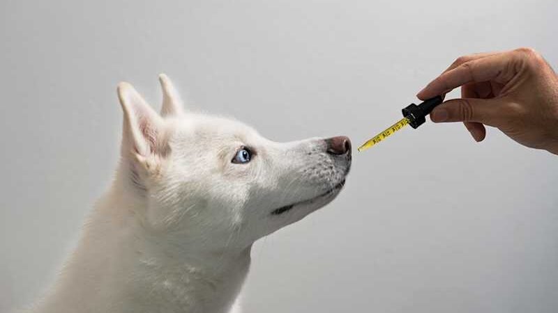 CBD Treats for Pets: What We Know (and Don’t) in 2025