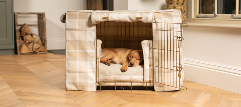 Top 10 Dog Crates for 2025: Keeping Your Pup Safe, Cozy & Happy