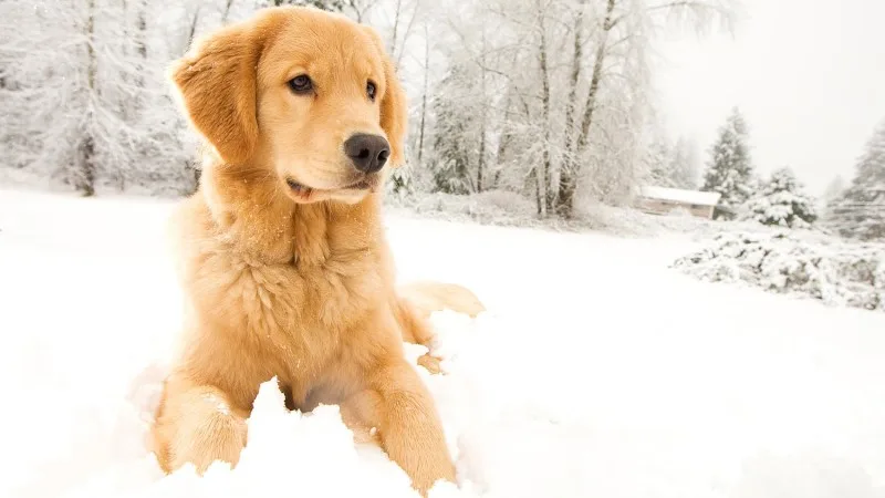 Best Winter Gear for Dogs (2025 Guide)
