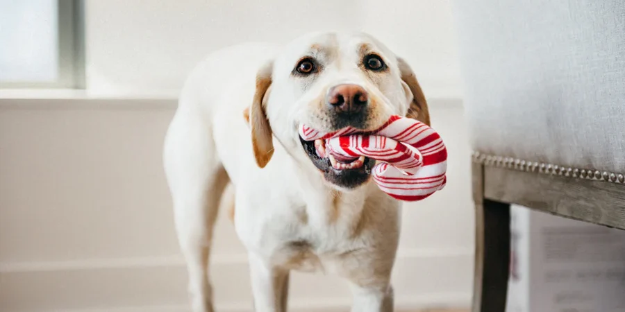 Holiday Pet Gift Guide 2025: Thoughtful Toys, Feeders & Accessories