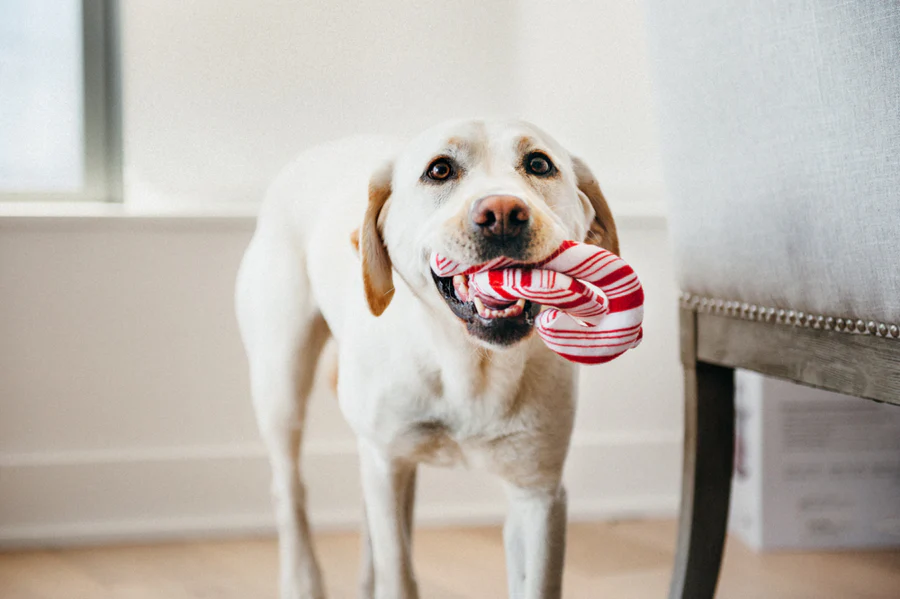 Holiday Pet Gift Guide 2025: Thoughtful Toys, Feeders & Accessories